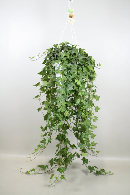Hedera 24cm Hanging Helix Pittsburgh - Hanging The Horti House