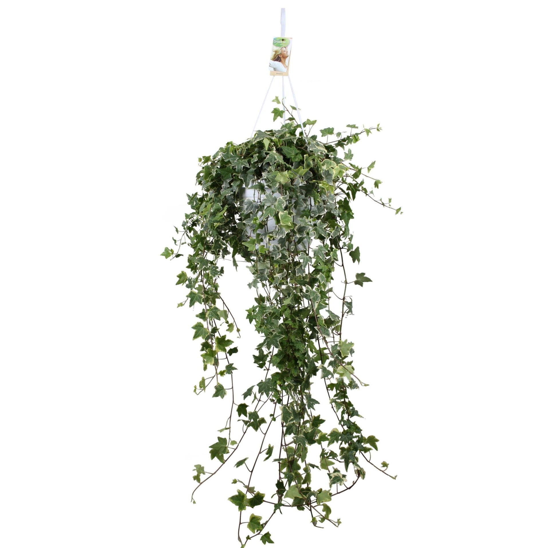 Hedera 24cm Hanging Variegated White - Hanging The Horti House