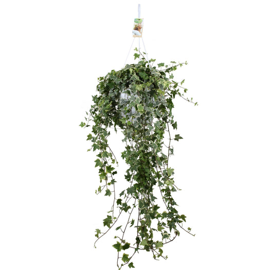 Hedera 24cm Hanging Variegated White - Hanging The Horti House