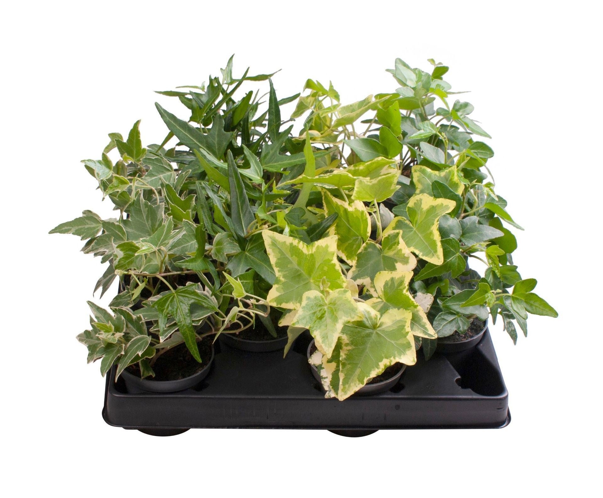 Hedera 6cm Mix - Green Plant The Horti House