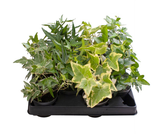 Hedera 6cm Mix - Green Plant The Horti House