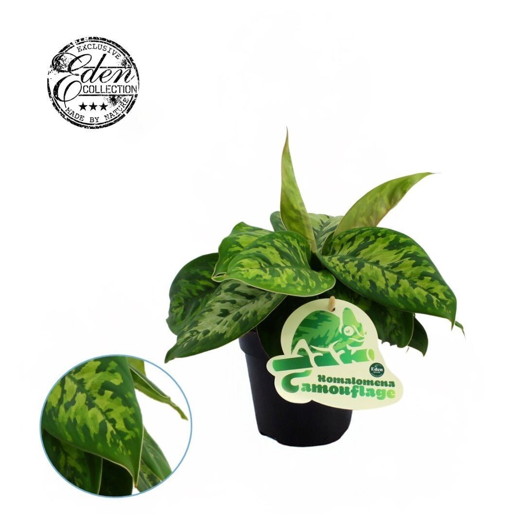 Homalomena 12cm Camouflage - Green Plant The Horti House