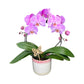 Mother's Day Phalaenopsis Large Hoop - Trolley Deal The Horti House
