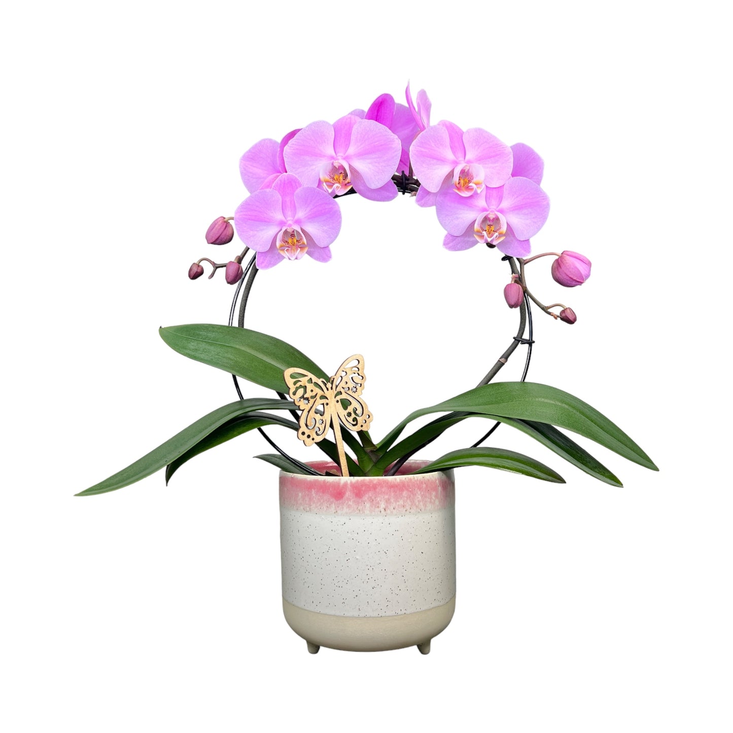 Mother's Day Phalaenopsis Large Hoop - Trolley Deal The Horti House