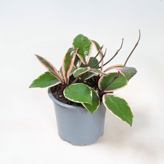 Hoya 12cm Flamingo Dream - Green Plant The Horti House