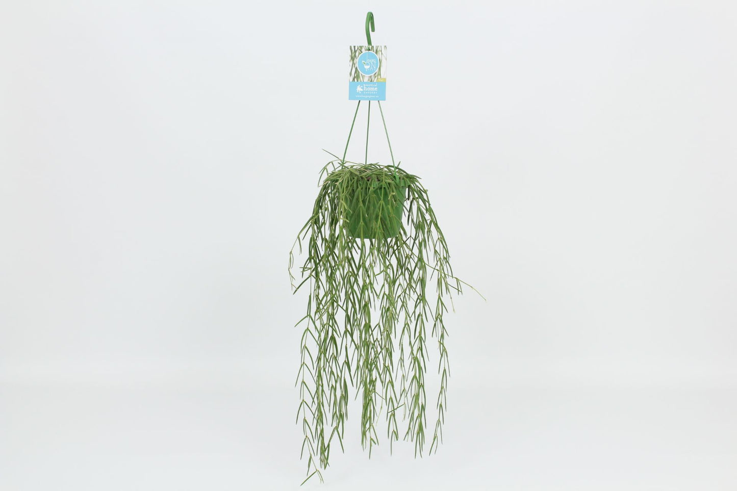 Hoya 14cm Linearis - Green Plant The Horti House