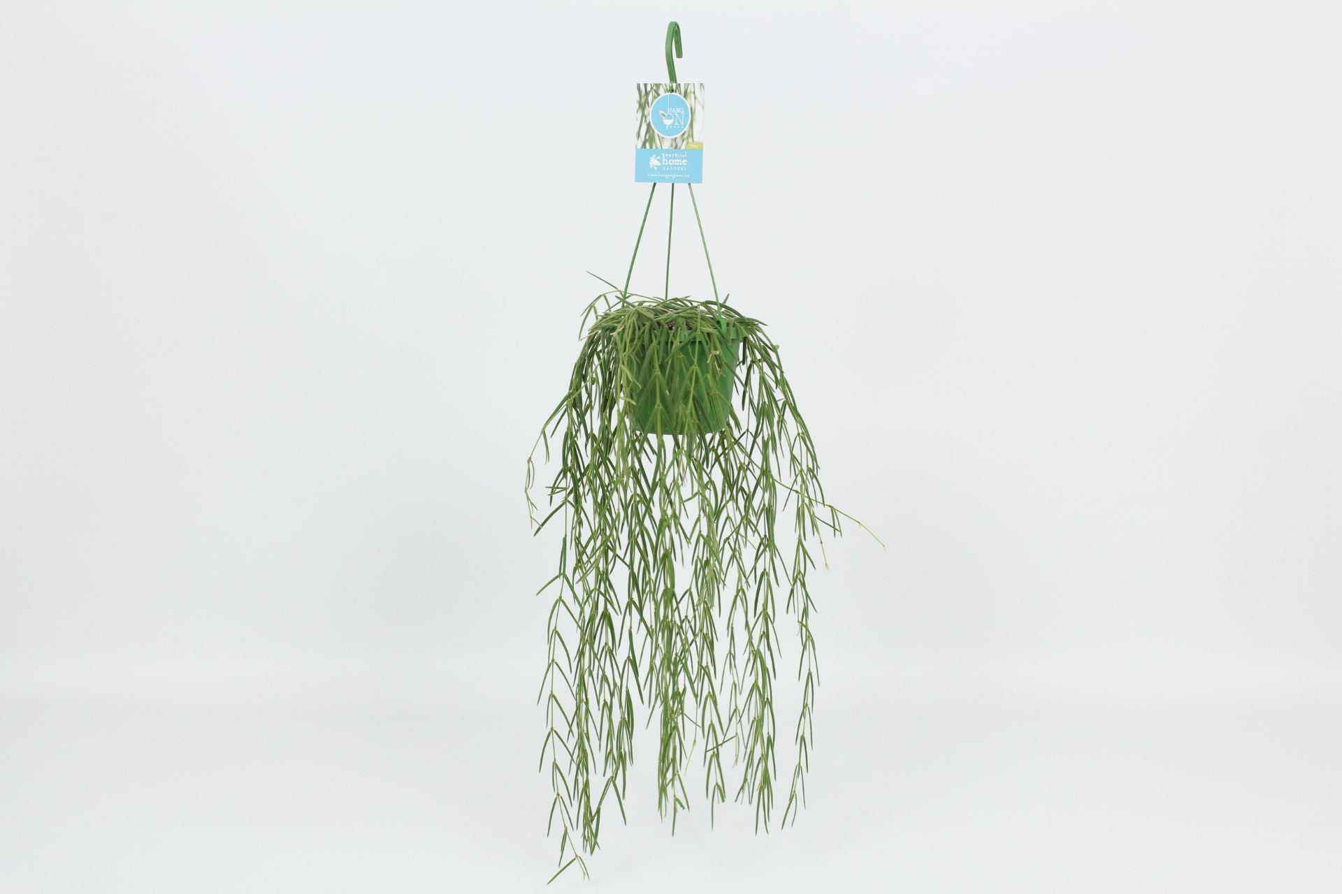 Hoya 14cm Linearis - Green Plant The Horti House