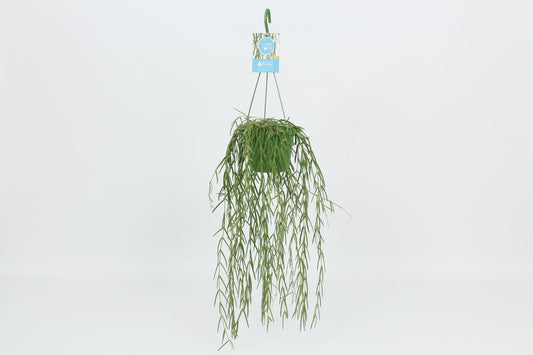 Hoya 14cm Linearis - Green Plant The Horti House