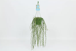 Hoya 14cm Linearis - Green Plant The Horti House