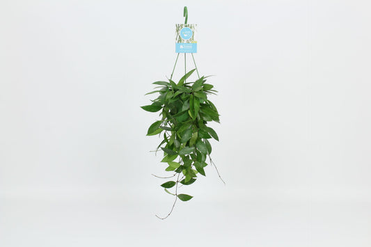 Hoya 14cm Memoria Gracilis - Green Plant The Horti House