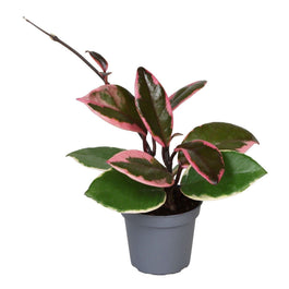 Hoya 6cm Flamingo Dream - Green Plant The Horti House