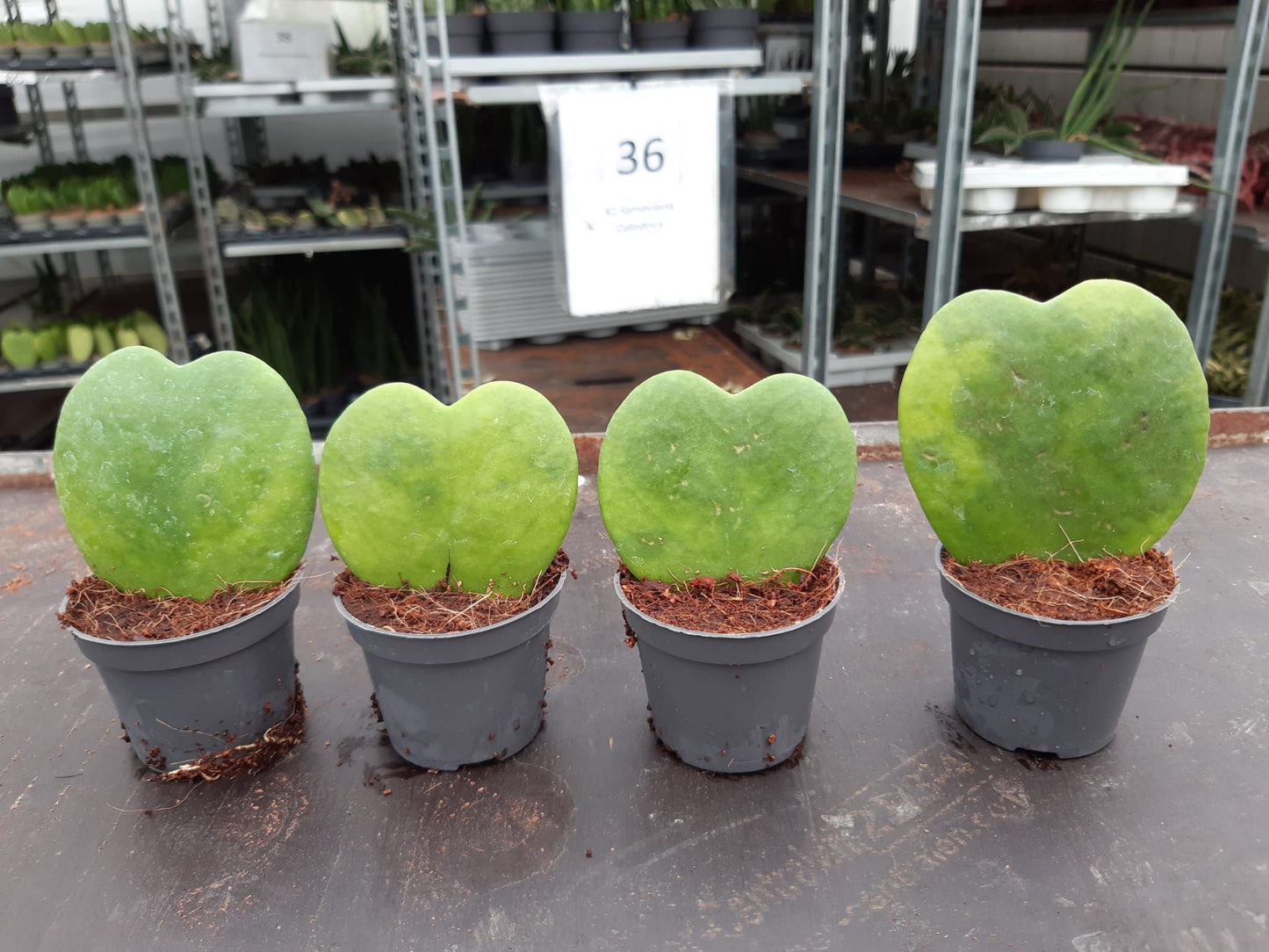 Hoya 6cm Kerrii - Green Plant The Horti House