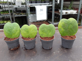 Hoya 6cm Kerrii - Green Plant The Horti House