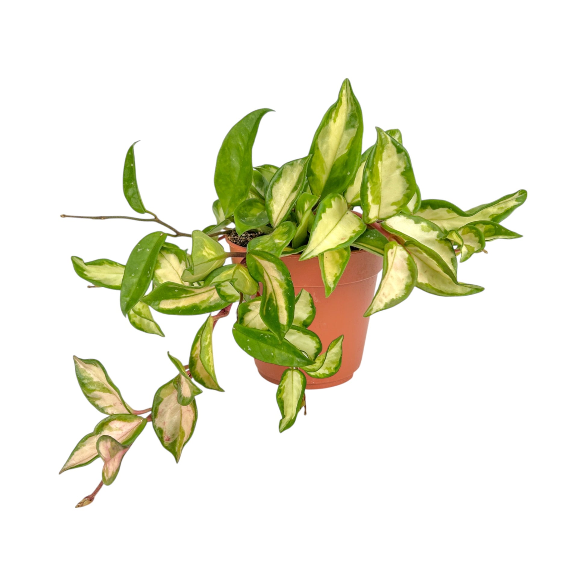 Hoya 12cm Carnosa Tri - Colour - Green Plant The Horti House