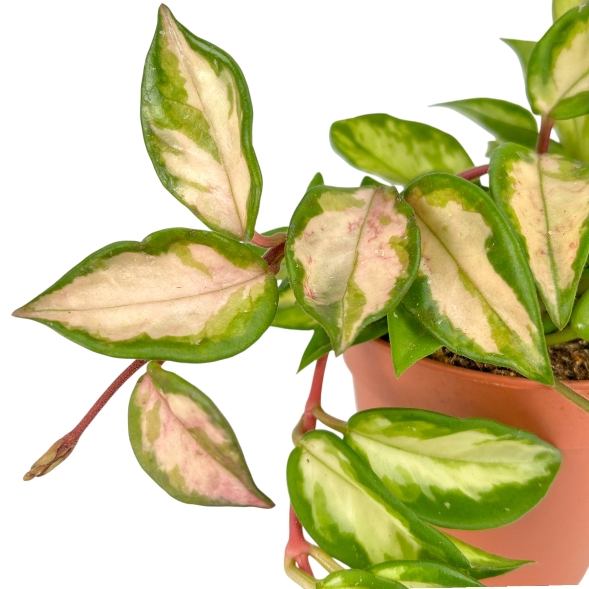 Hoya 12cm Carnosa Tri - Colour - Green Plant The Horti House