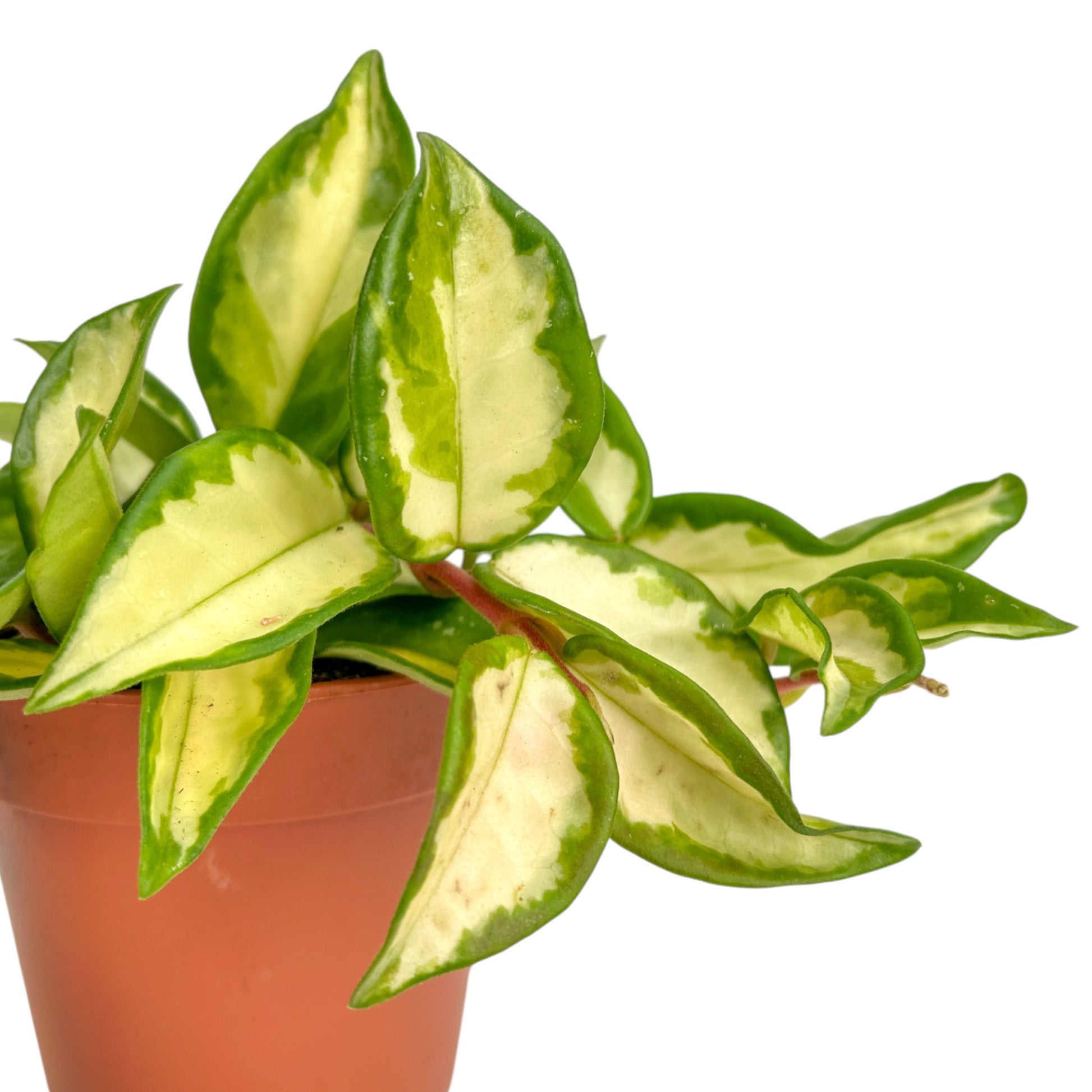 Hoya 12cm Carnosa Tri - Colour - Green Plant The Horti House