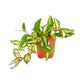 Hoya 12cm Carnosa Tri - Colour - Green Plant The Horti House