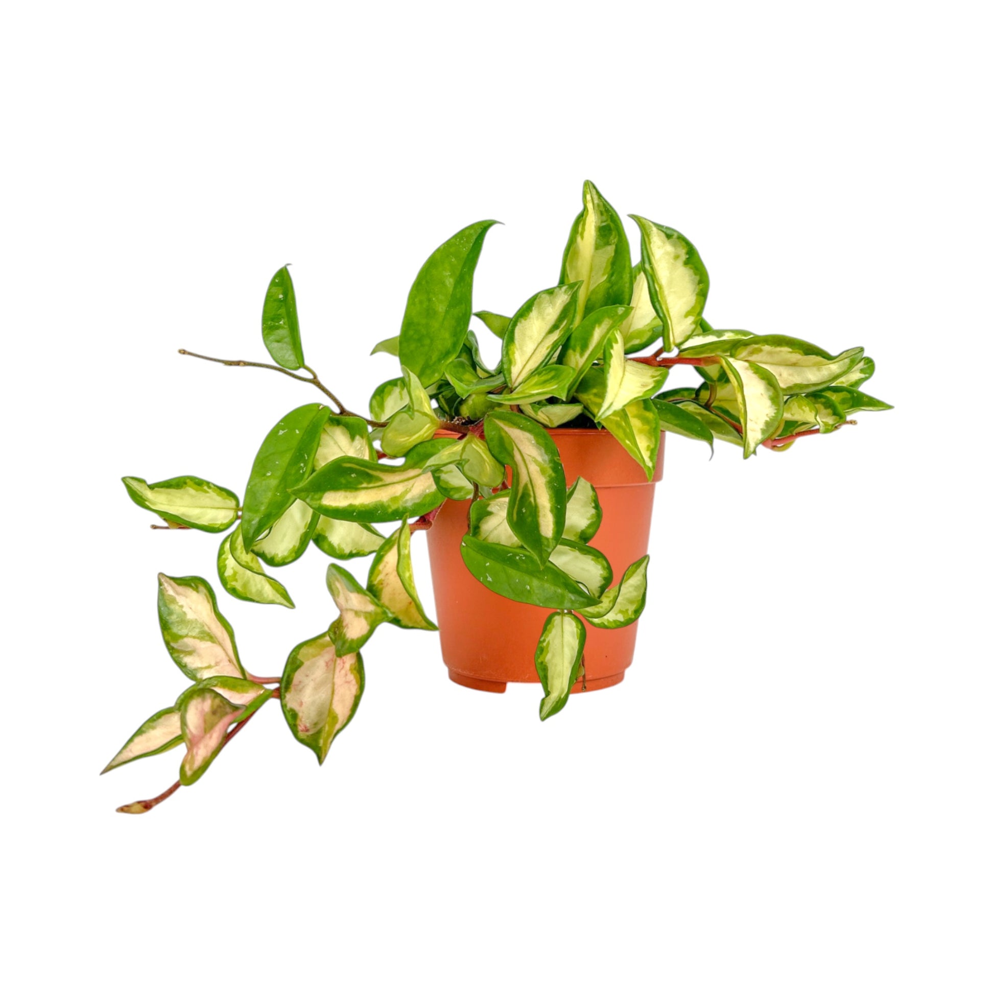 Hoya 12cm Carnosa Tri - Colour - Green Plant The Horti House