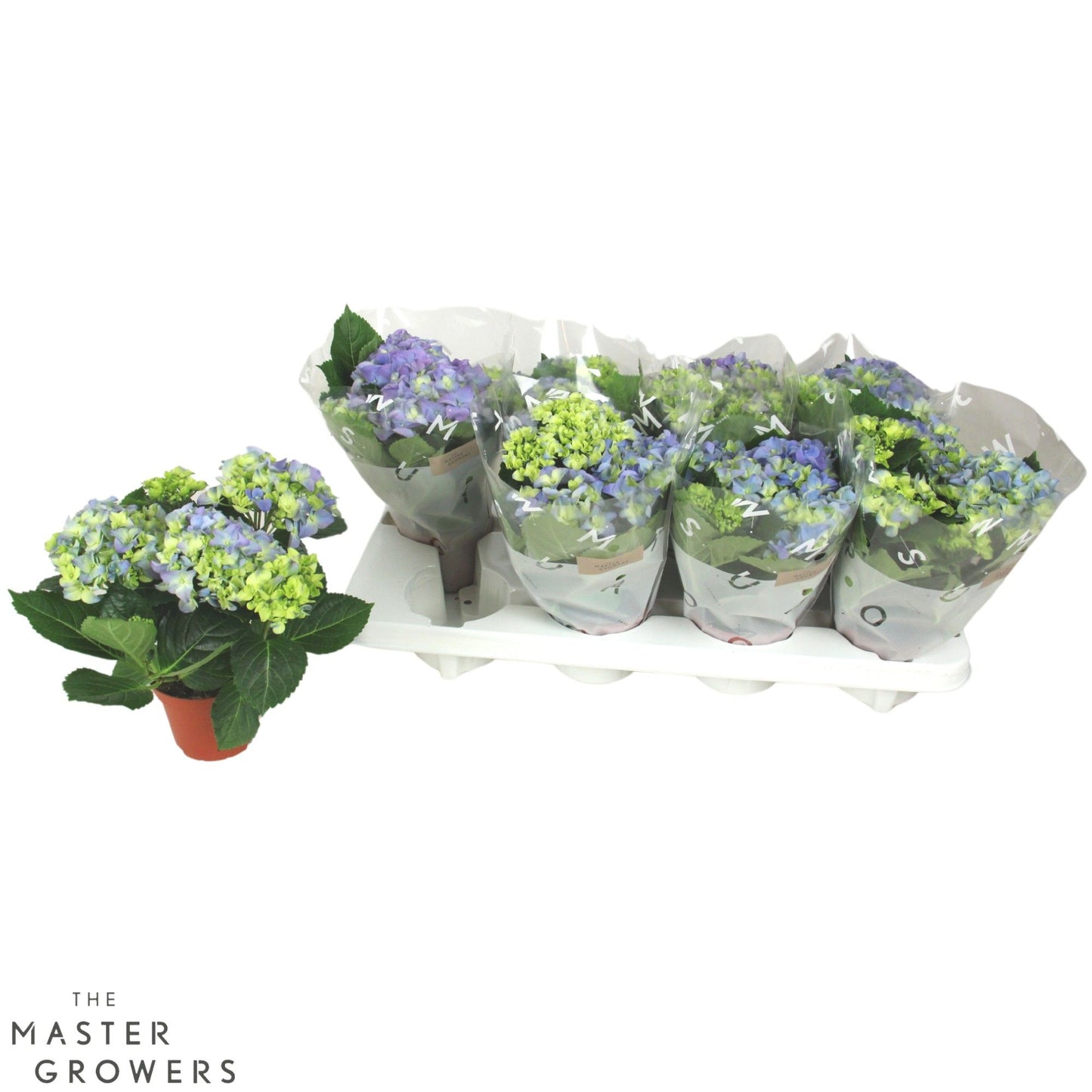 Hydrangea 10cm macr. Blue - 3+fl - Green Plant The Horti House
