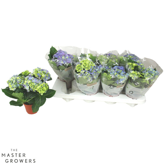 Hydrangea 10cm macr. Blue - 3+fl - Green Plant The Horti House