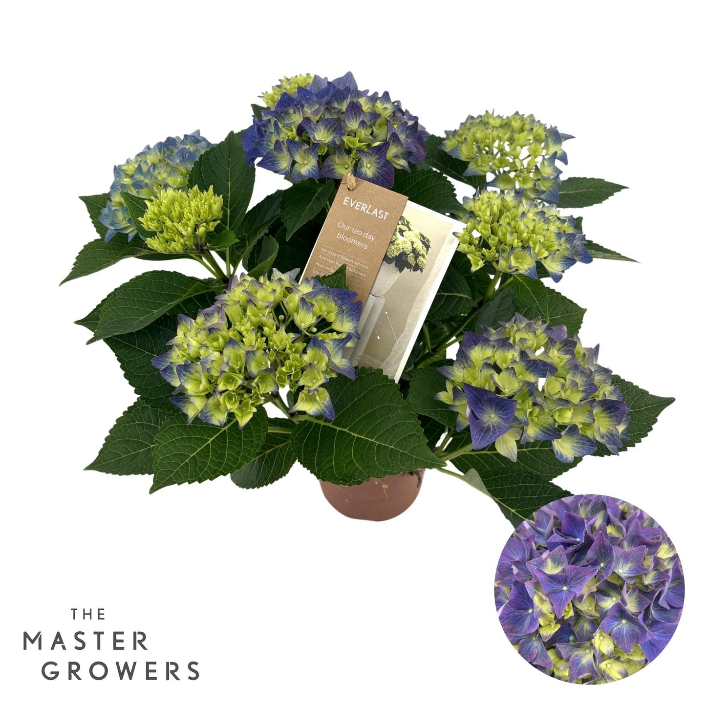 Hydrangea 14cm hi Ocean Blue 5+ - Green Plant The Horti House