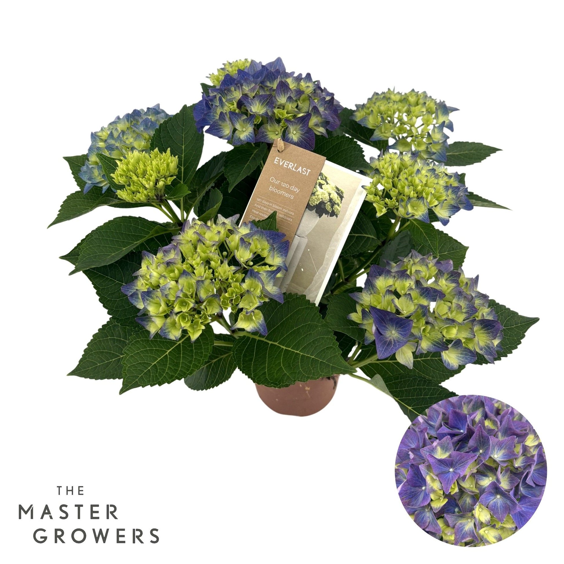 Hydrangea 14cm hi Ocean Blue 5+ - Green Plant The Horti House