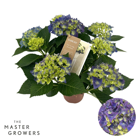 Hydrangea 14cm hi Ocean Blue 5+ - Green Plant The Horti House