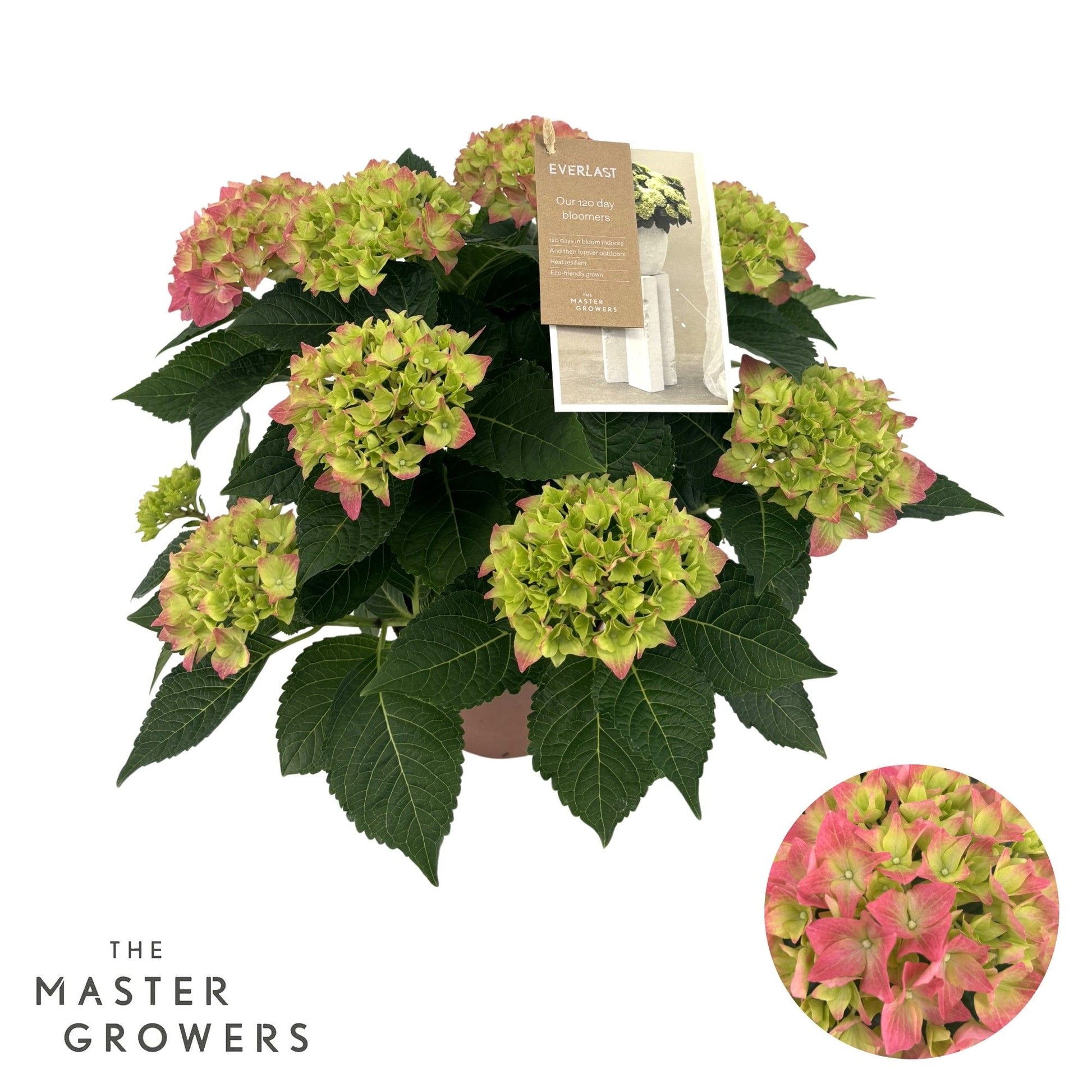 Hydrangea 14cm hi Ocean Pink 5+ - Green Plant The Horti House