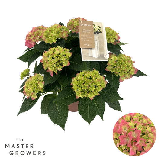 Hydrangea 14cm hi Ocean Pink 5+ - Green Plant The Horti House