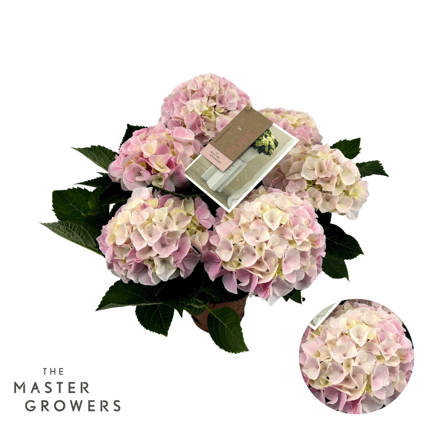 Hydrangea 14cm macr. Hi Diamond - Green Plant The Horti House