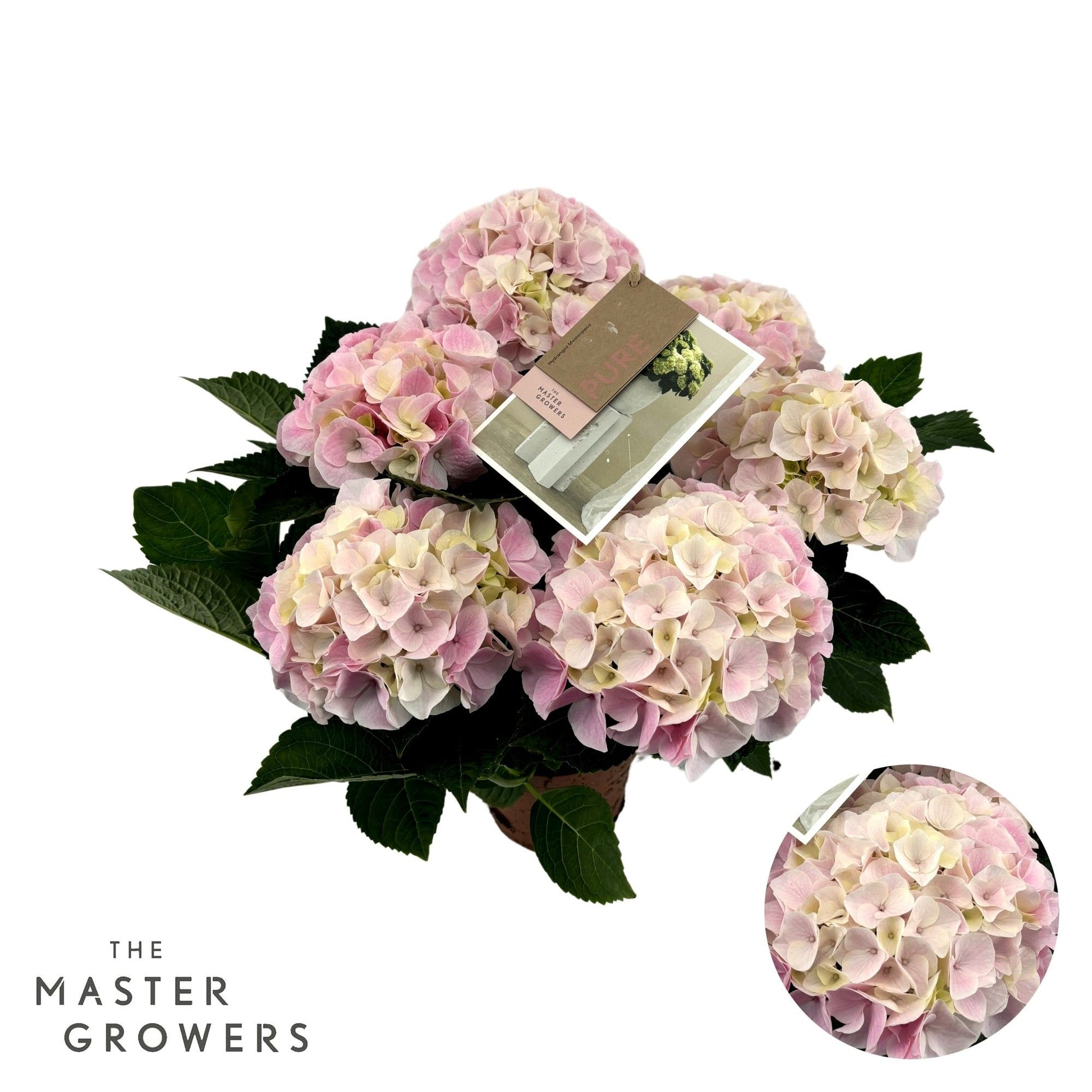 Hydrangea 14cm macr. Hi Diamond - Green Plant The Horti House