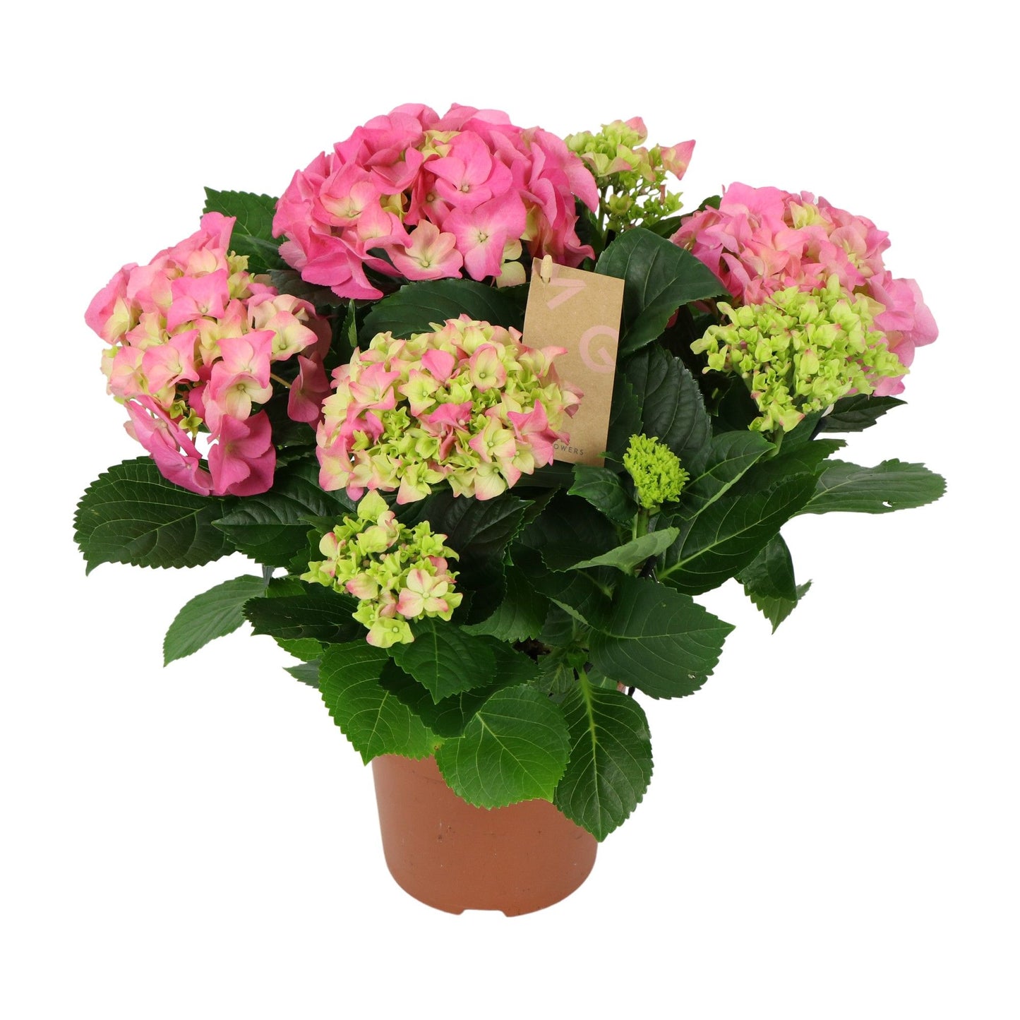 Hydrangea 14cm macr. Pink - 5+fl - Green Plant The Horti House