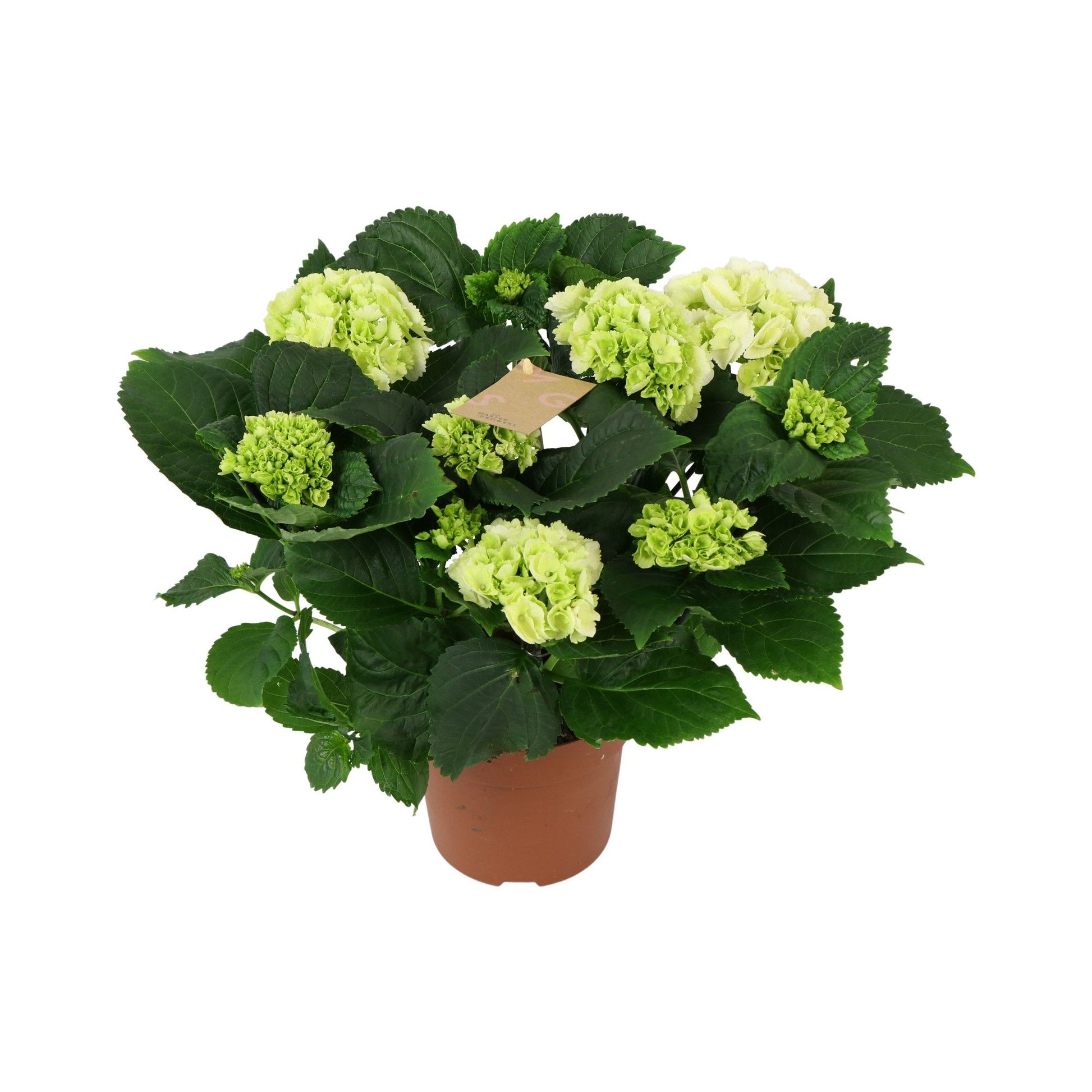 Hydrangea 14cm macr. White - 5+fl - Green Plant The Horti House