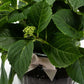 Hydrangea 14cm in Ribbed Glass - Flowering The Horti House