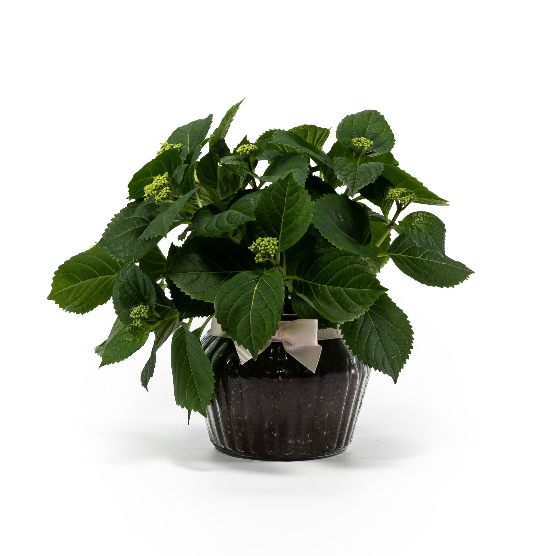 Hydrangea 14cm in Ribbed Glass - Flowering The Horti House