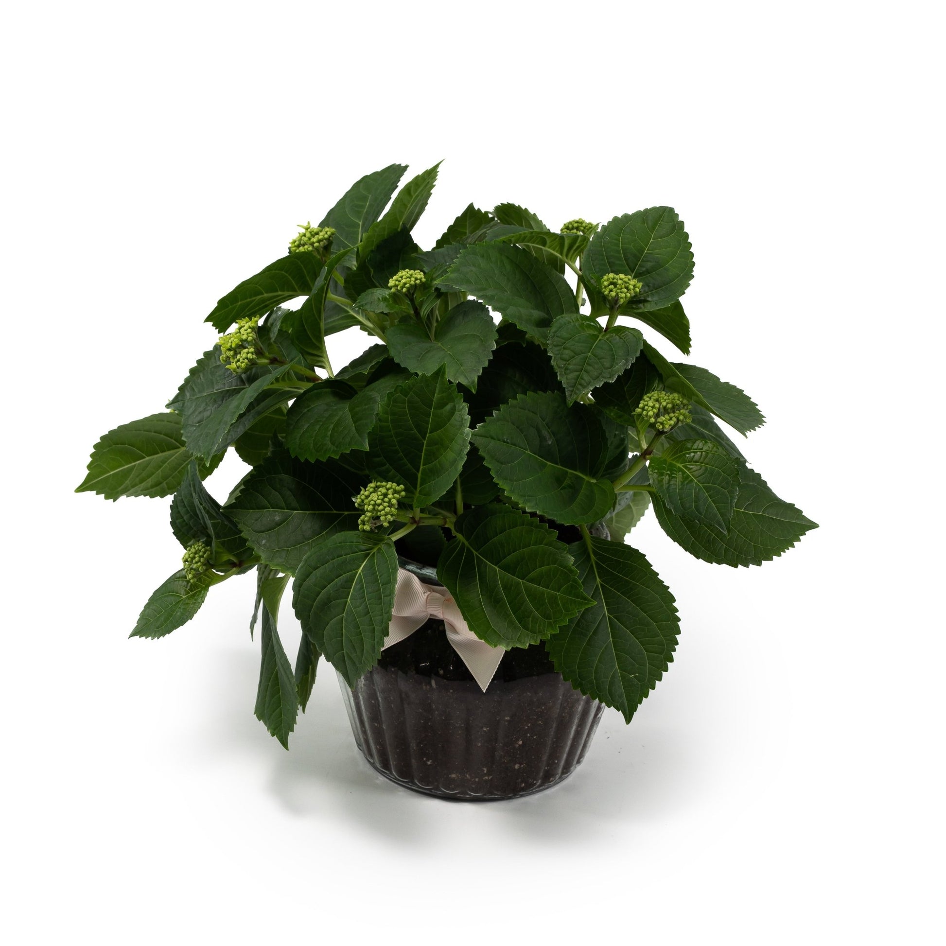 Hydrangea 14cm in Ribbed Glass - Flowering The Horti House