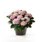 Hydrangea 14cm in Ribbed Glass - Flowering The Horti House