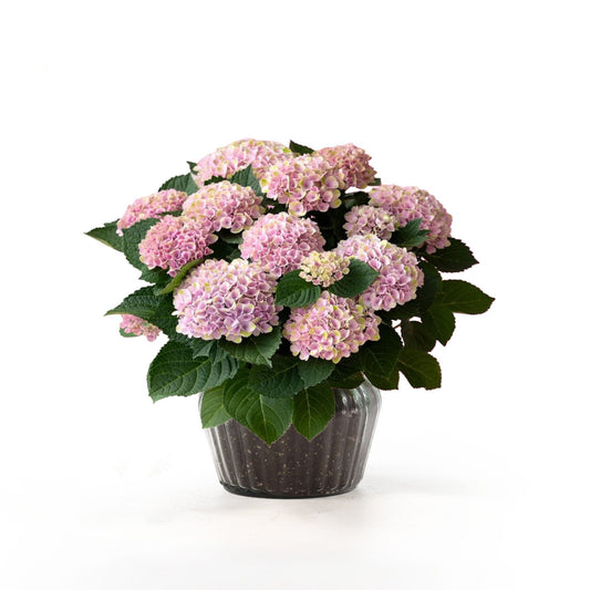 Hydrangea 14cm in Ribbed Glass - Flowering The Horti House