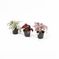 Hypoestes 6cm Mix - Green Plant The Horti House