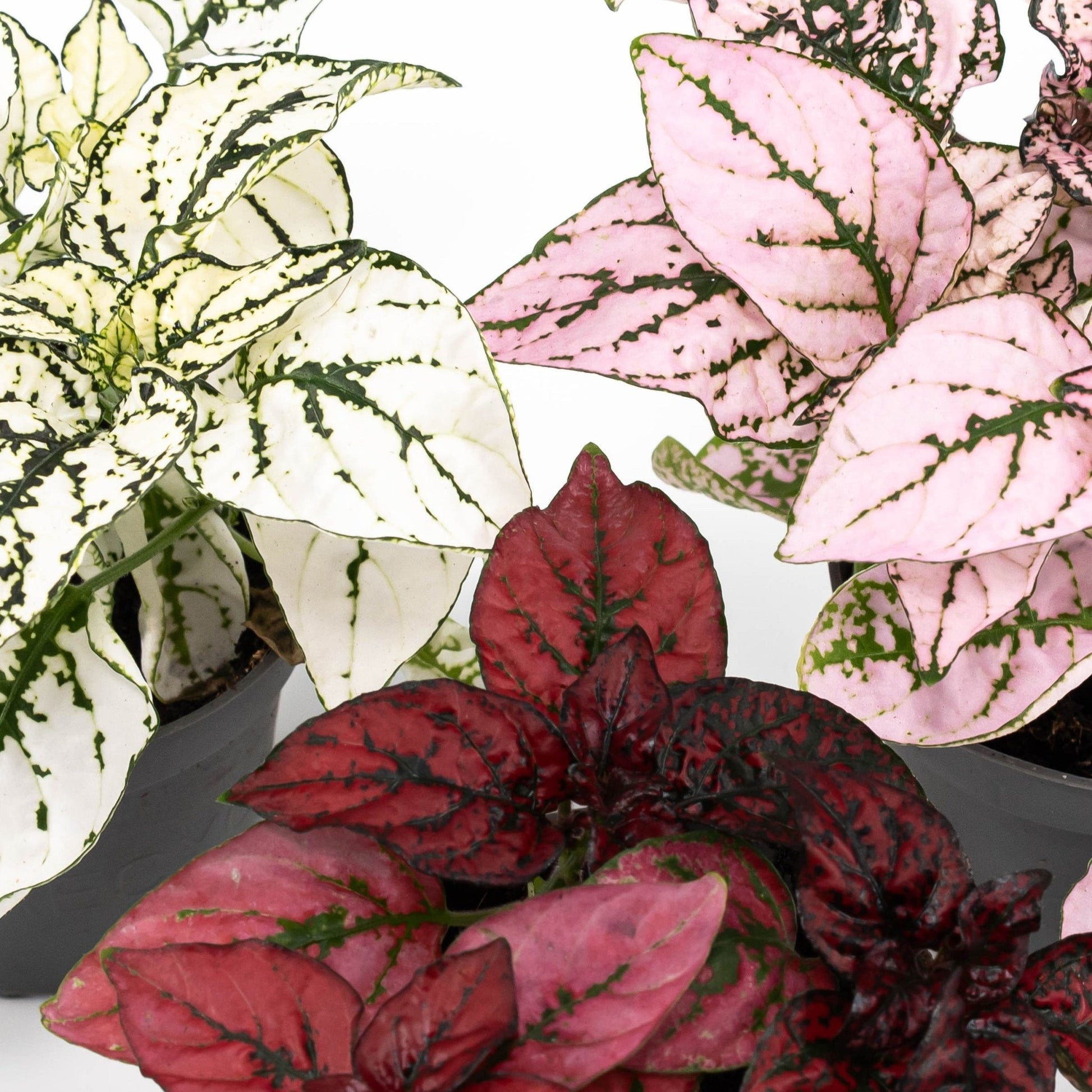 Hypoestes 6cm Mix - Green Plant The Horti House