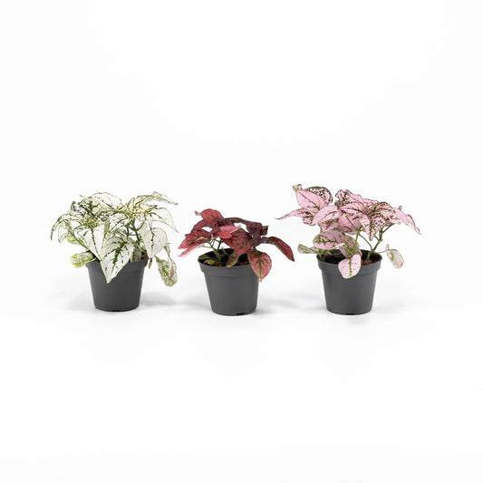 Hypoestes 6cm Mix - Green Plant The Horti House