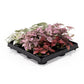 Hypoestes 6cm Mix - Green Plant The Horti House