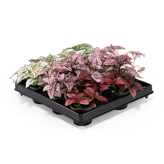 Hypoestes 6cm Mix - Green Plant The Horti House