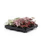 Hypoestes 6cm Mix - Green Plant The Horti House