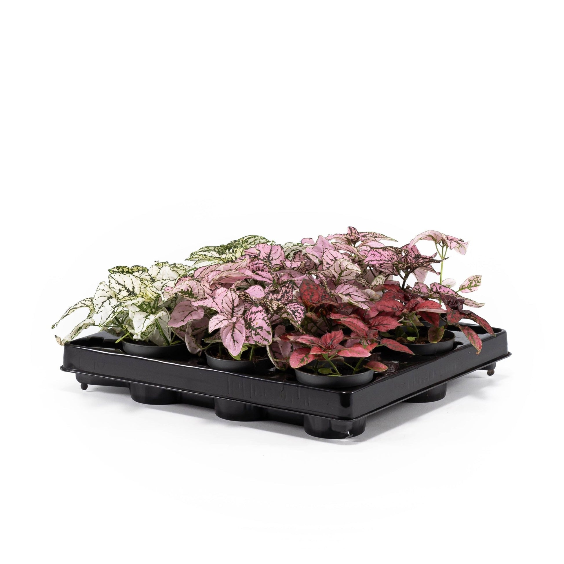 Hypoestes 6cm Mix - Green Plant The Horti House