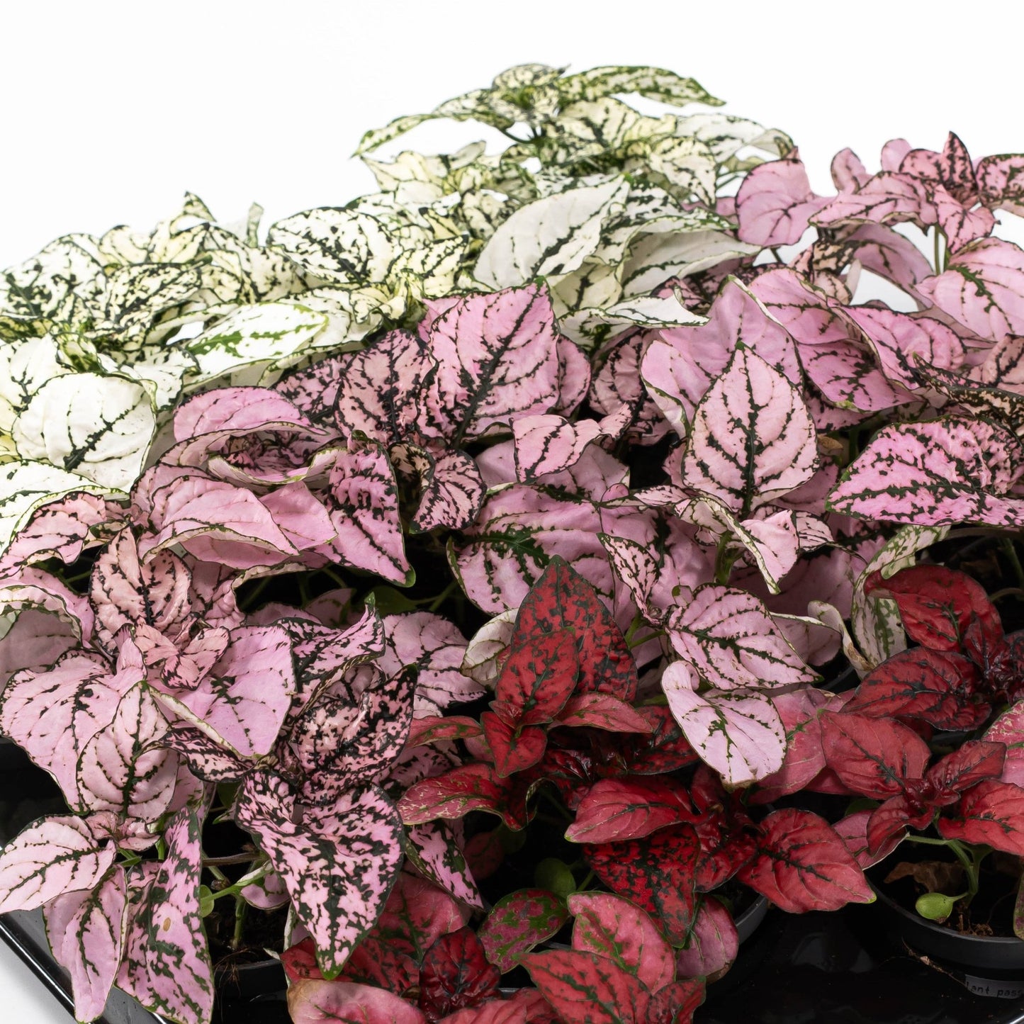 Hypoestes 6cm Mix - Green Plant The Horti House
