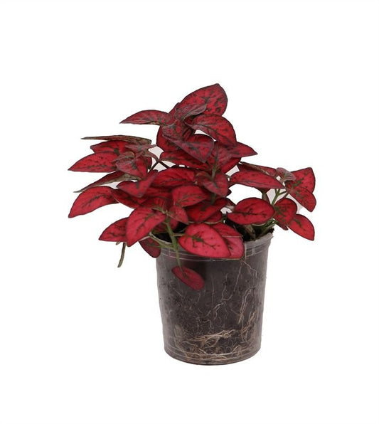 Hypoestes 6cm Red - Green Plant The Horti House