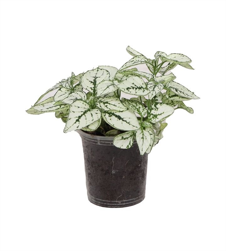 Hypoestes 6cm White - Green Plant The Horti House