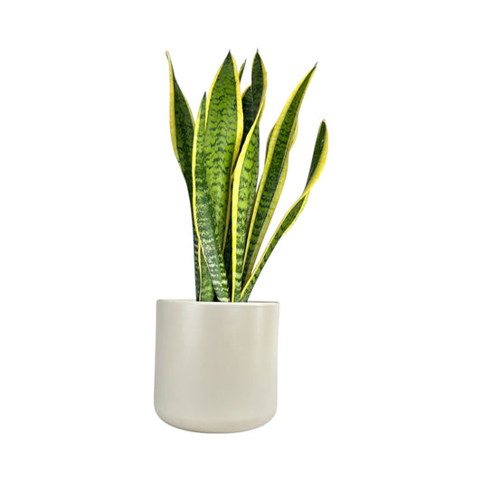 Sansevieria 17cm Mix in Cambridge Ceramic - Green Plant The Horti House