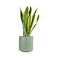 Sansevieria 17cm Mix in Cambridge Ceramic - Green Plant The Horti House